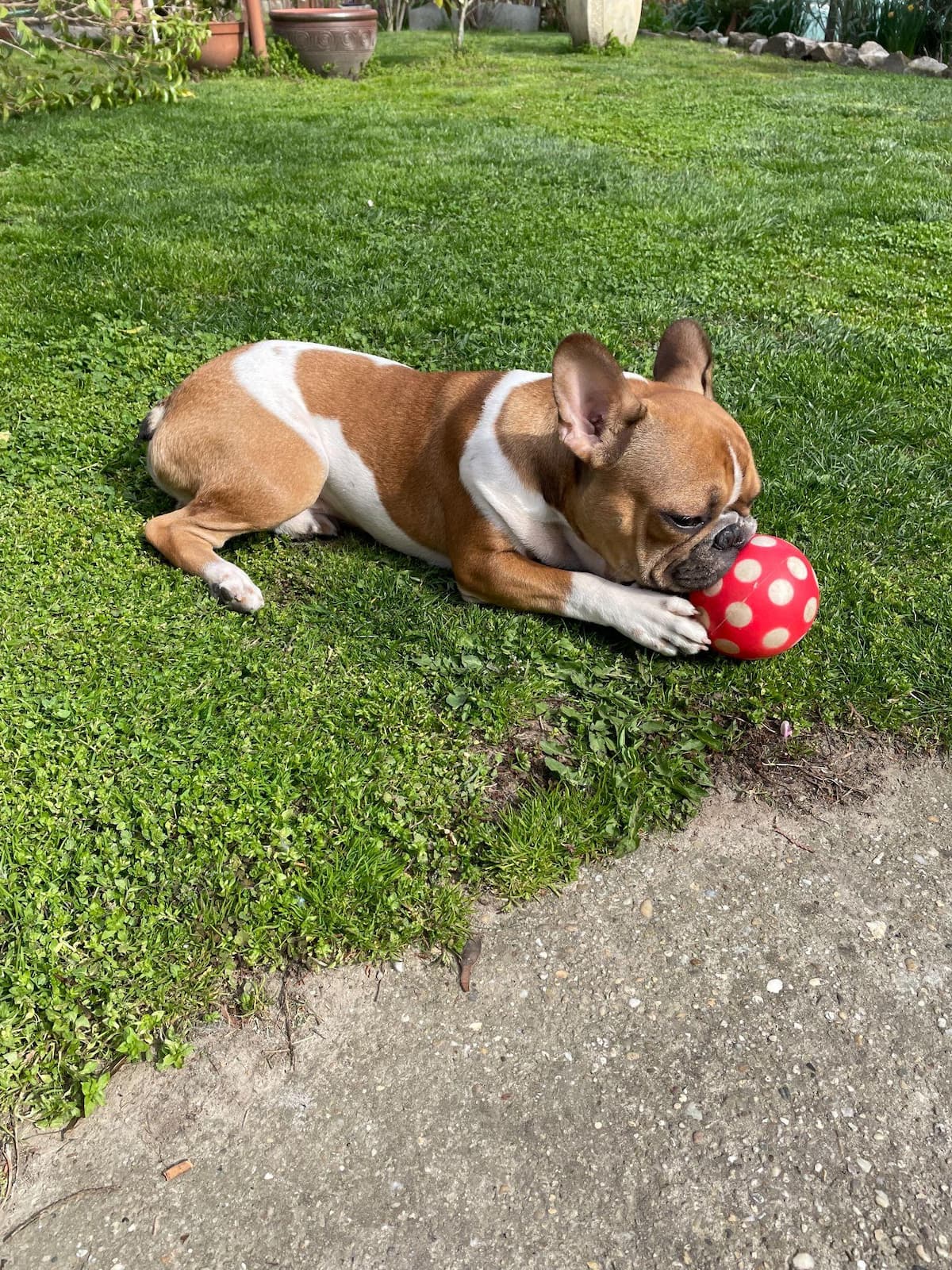 Archie a kertben