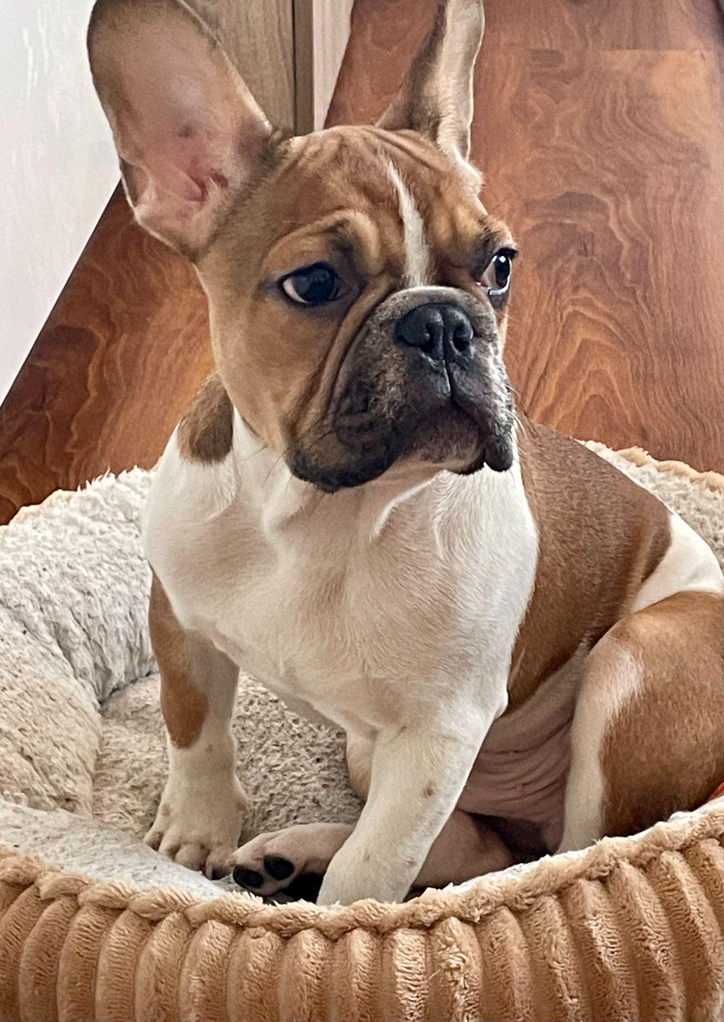 Archie