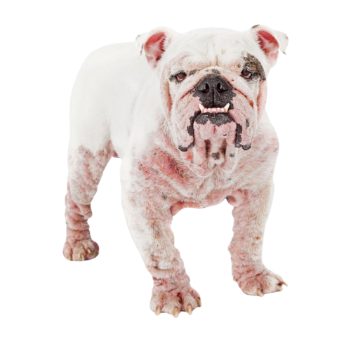 Fehér bulldog allergiával