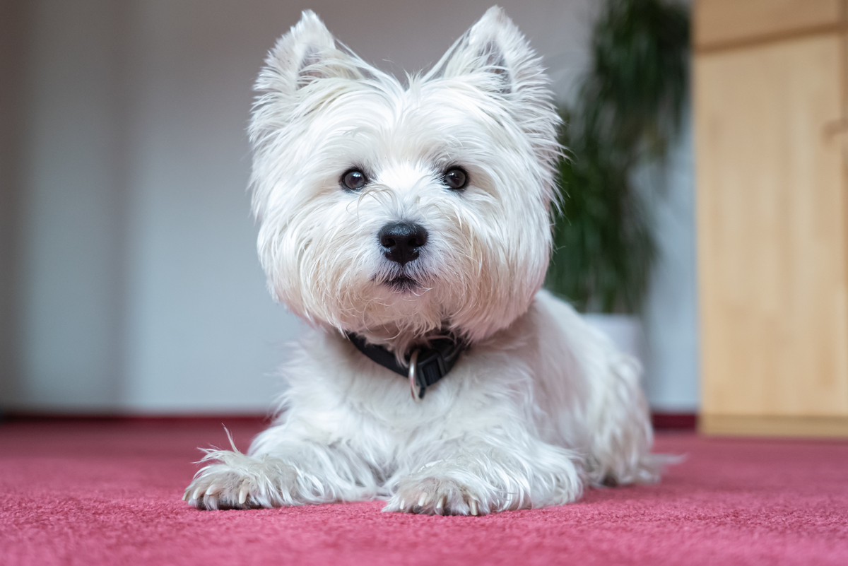 west-highland-white-terrier