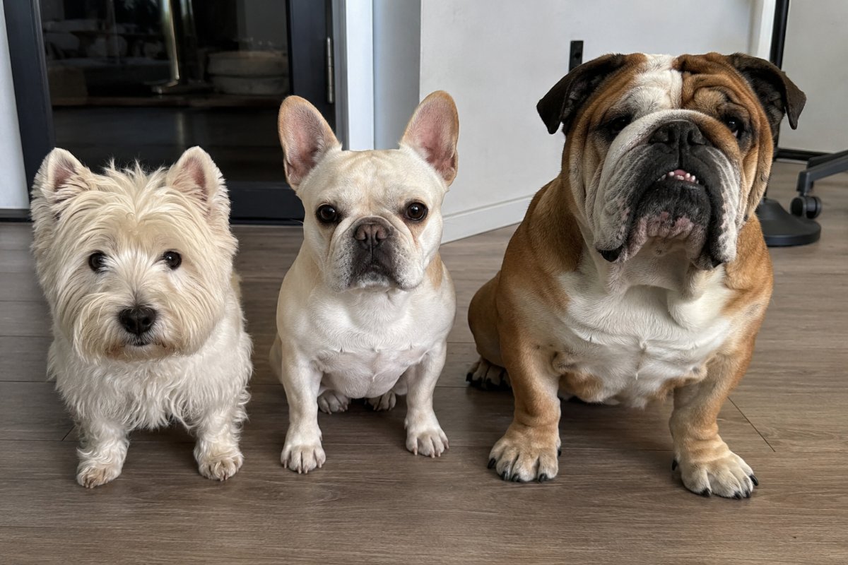allergiára hajlamos a West Highland White terrier, Francia bulldog, angol bulldog