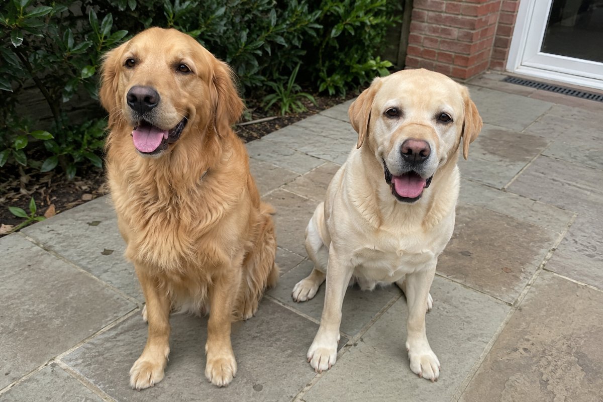 golden retriever és labrador