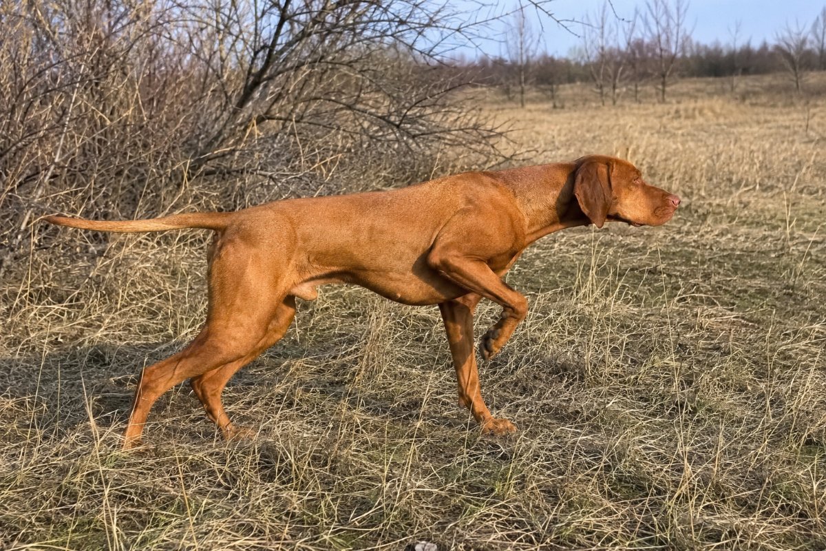 magyar vizsla