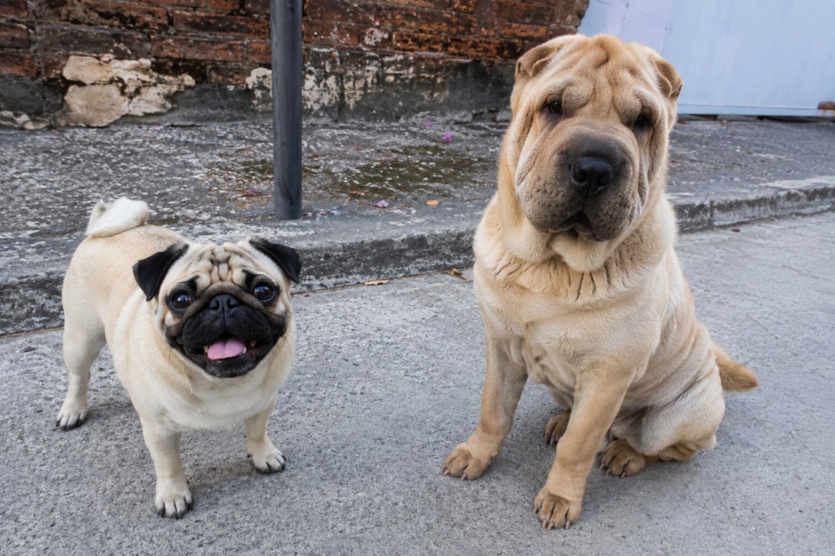 Mopsz és Shar-pei kutyák az udvaron